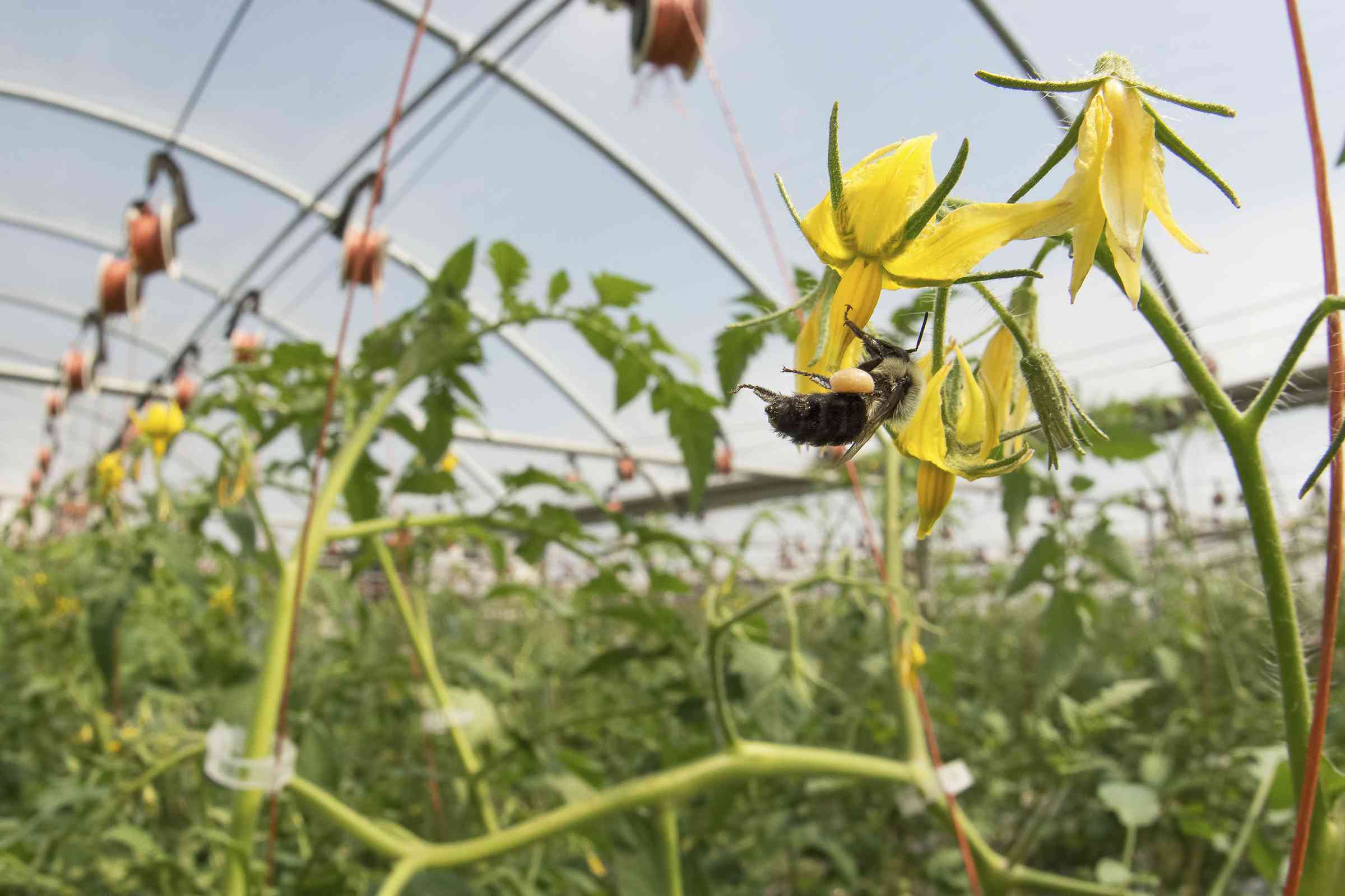 野蜂番茄花