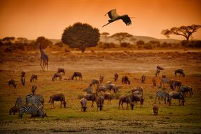 非洲草原上的各种大型动物。＂width=