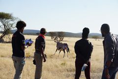 兽医与纳米比亚的Oryx合作