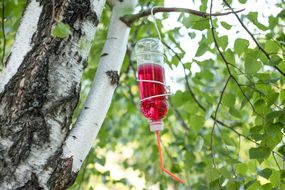 DIY蜂鸟喂食器充满红色花蜜从桦树上悬挂“width=