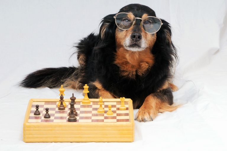 一只棕色的狗，戴着墨镜，伸开四肢站在棋盘前