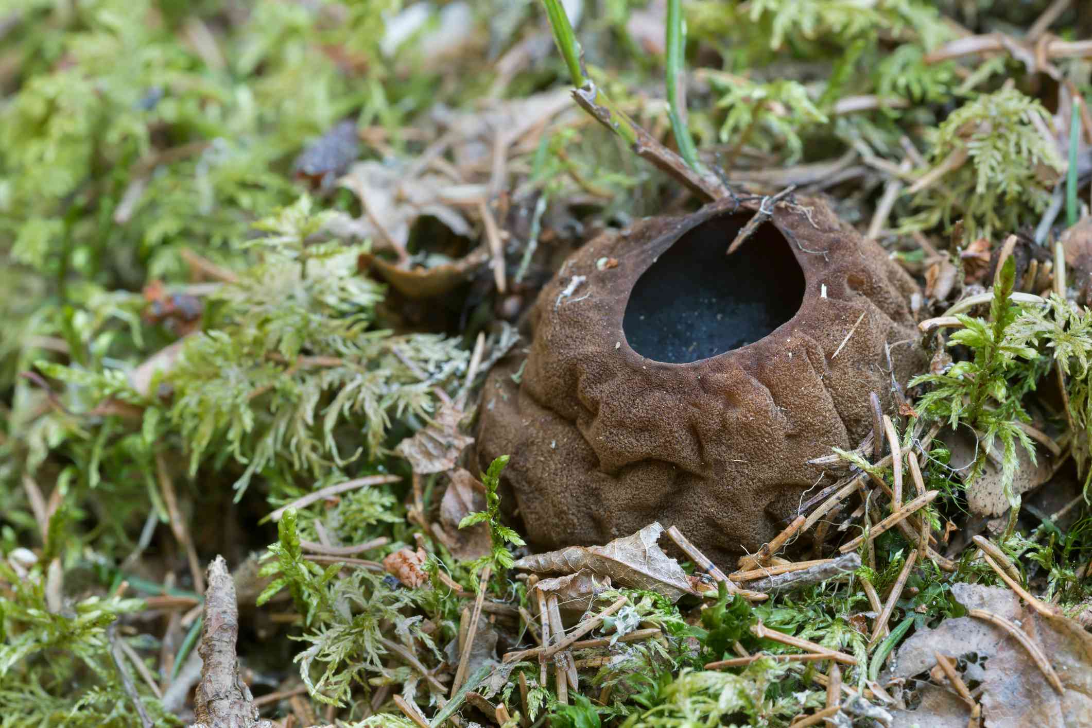 女巫锅，球状肉瘤，在苔藓中。＂width=
