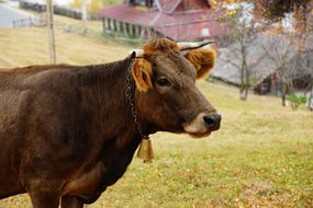 侧面拍摄小村庄前戴着铃铛项圈的家养奶牛