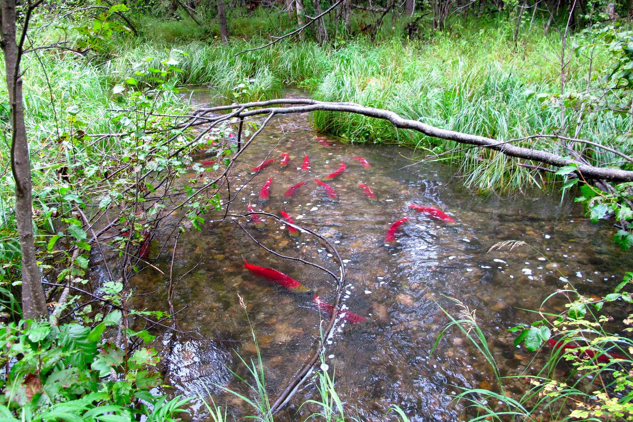 十二多个红色红色鲑鱼的学校迁移到一个被绿色的本地植物包围的阿拉斯加小溪中