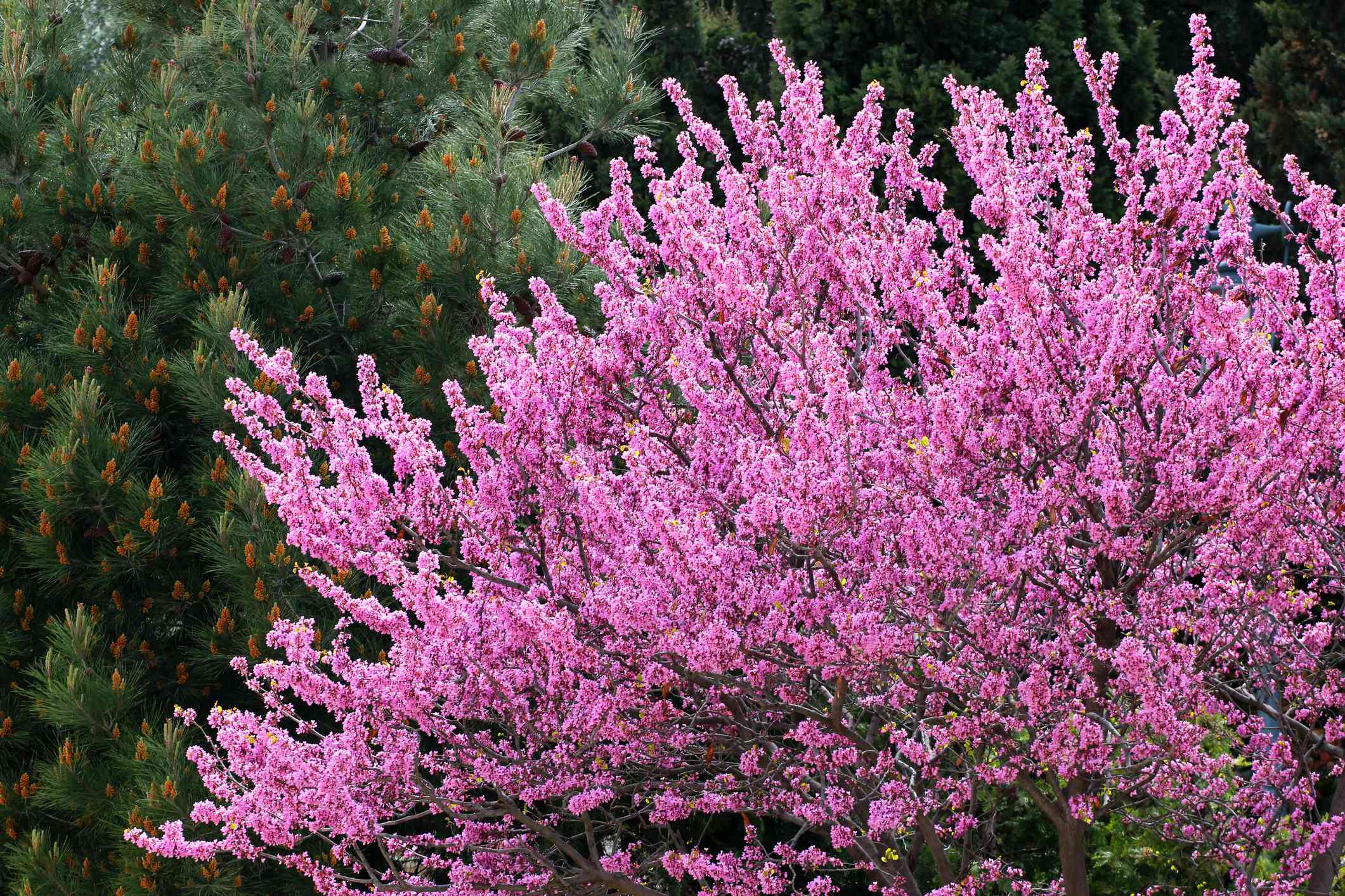 俄克拉何马州紫荆树开满亮粉色的花＂width=