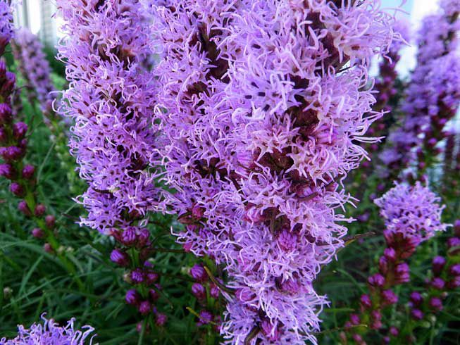 Liatris spicata，或称炽星