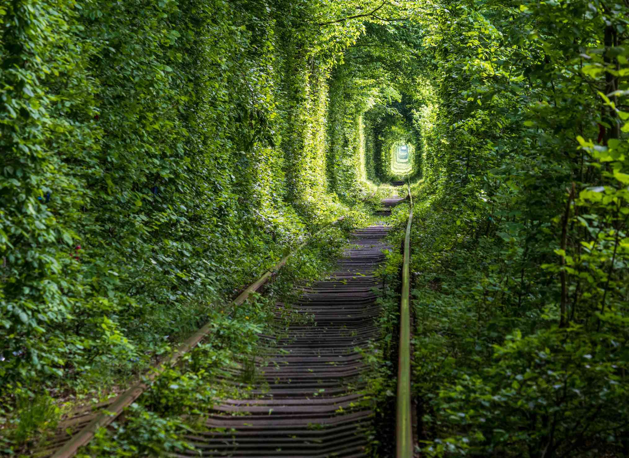 长着淡绿色叶子的树木为铁轨创造了隧道