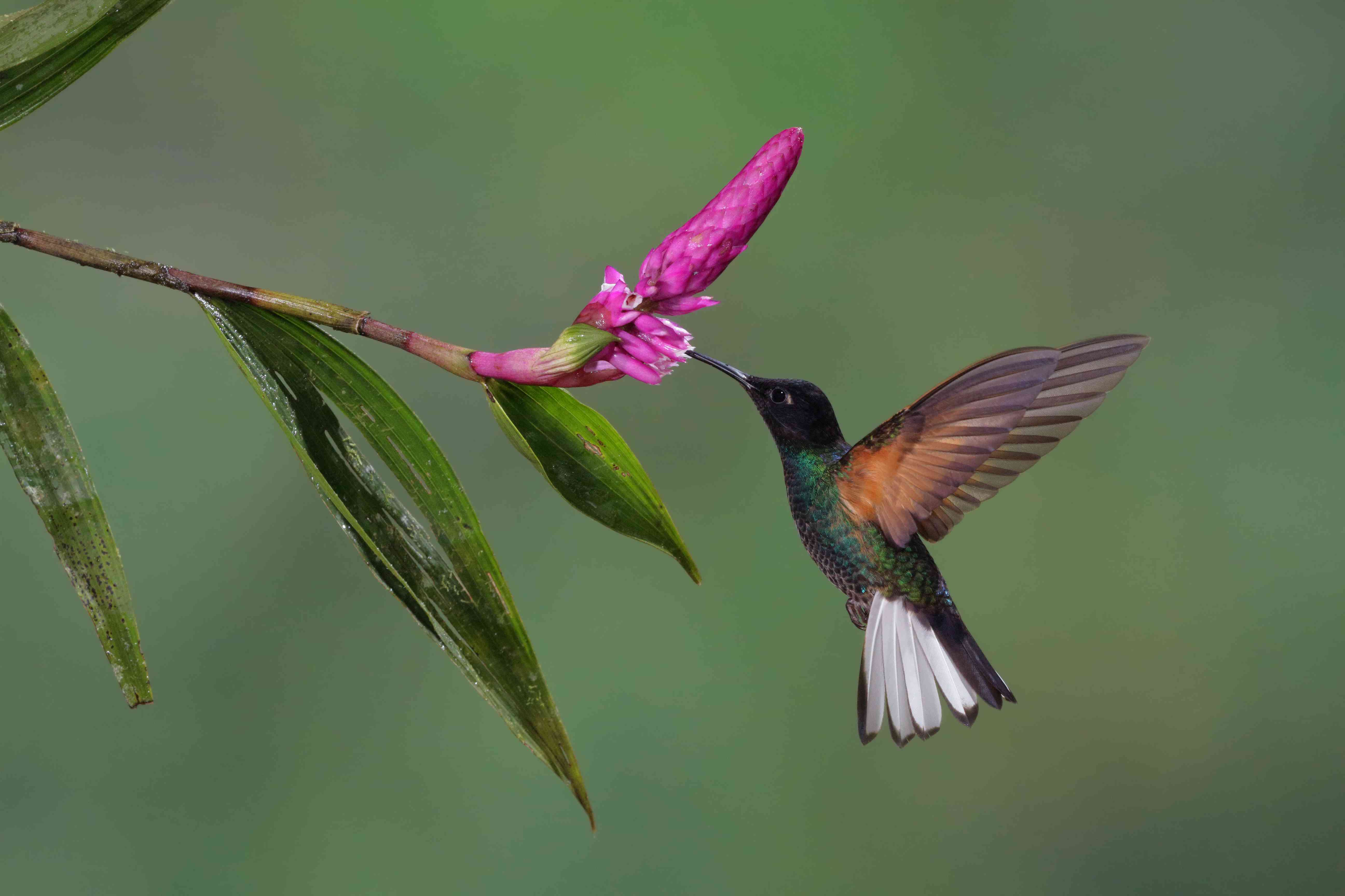 天鹅绒紫色的冠状蜂鸟正在吃粉红色的花＂width=