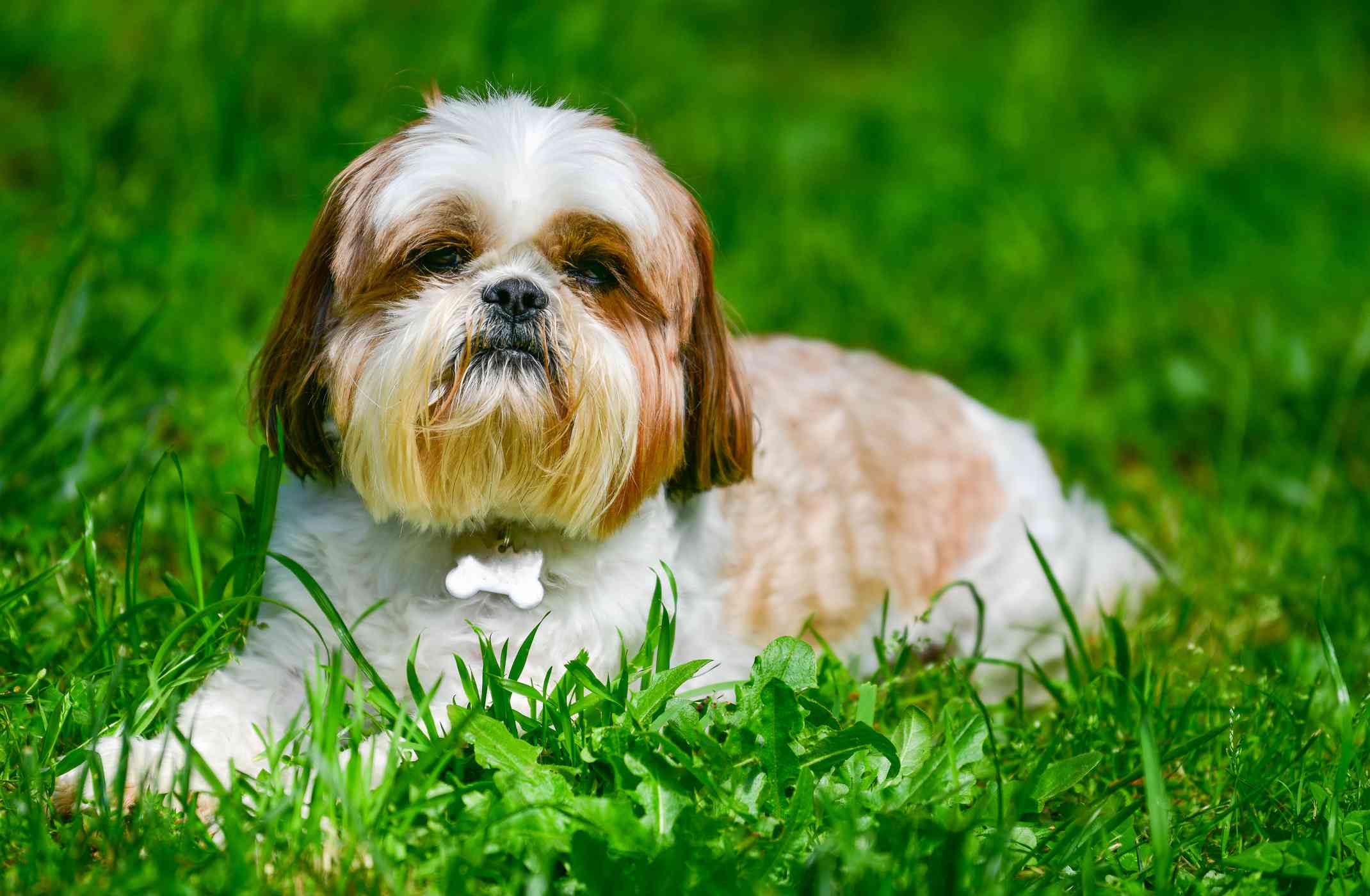 一只棕白色相间的西施犬躺在草地上，伸出爪子