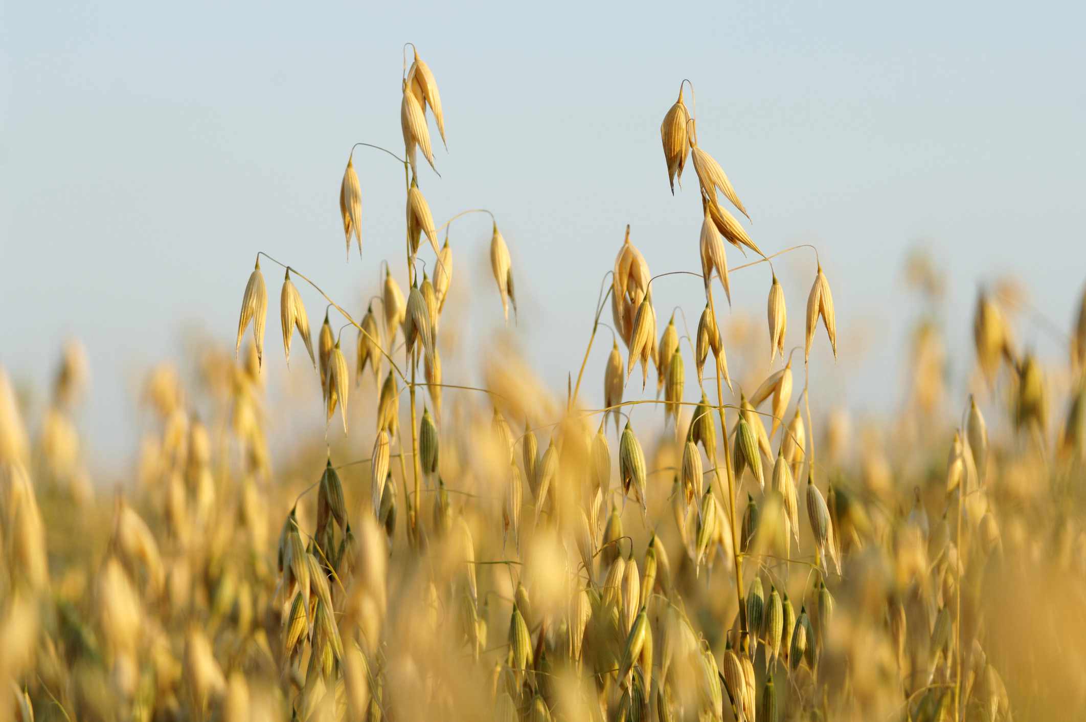 近距离拍摄的燕麦植物生长在田野＂width=