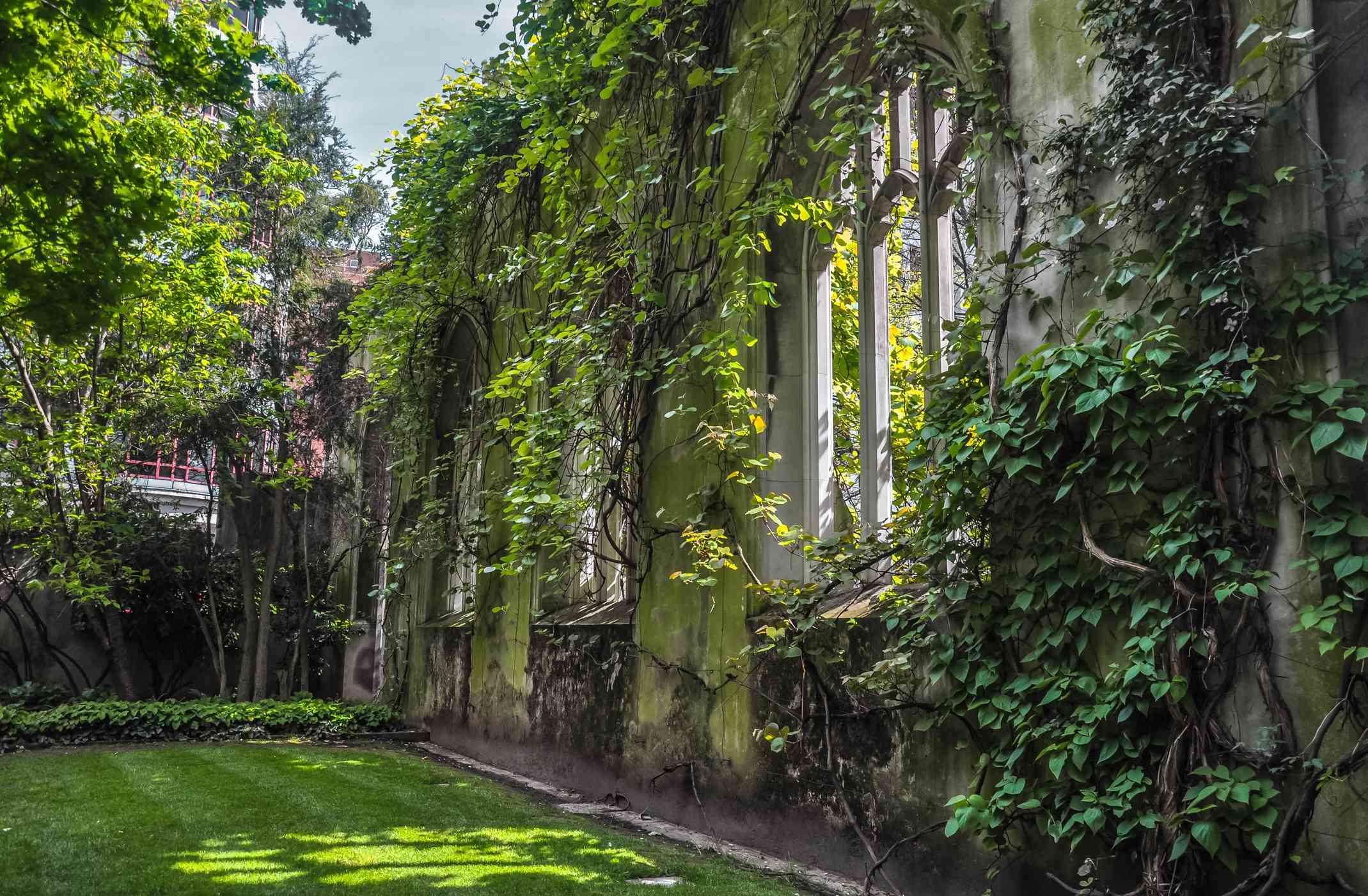 东圣邓斯坦教堂的废墟覆盖着绿色的植物和藤蔓，还有绿色的草坪