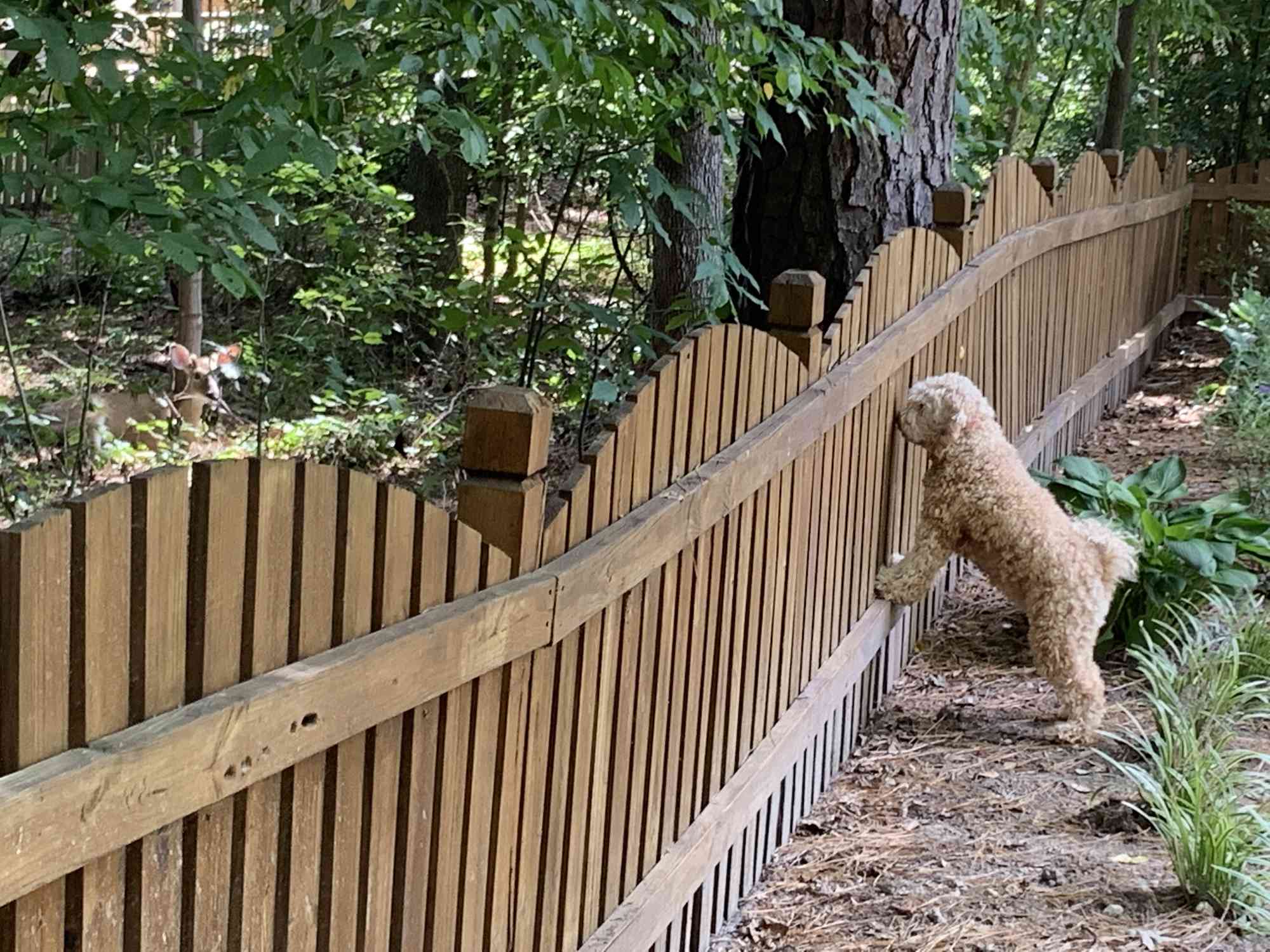 一只金毛贵宾犬注视着一只休息的鹿。