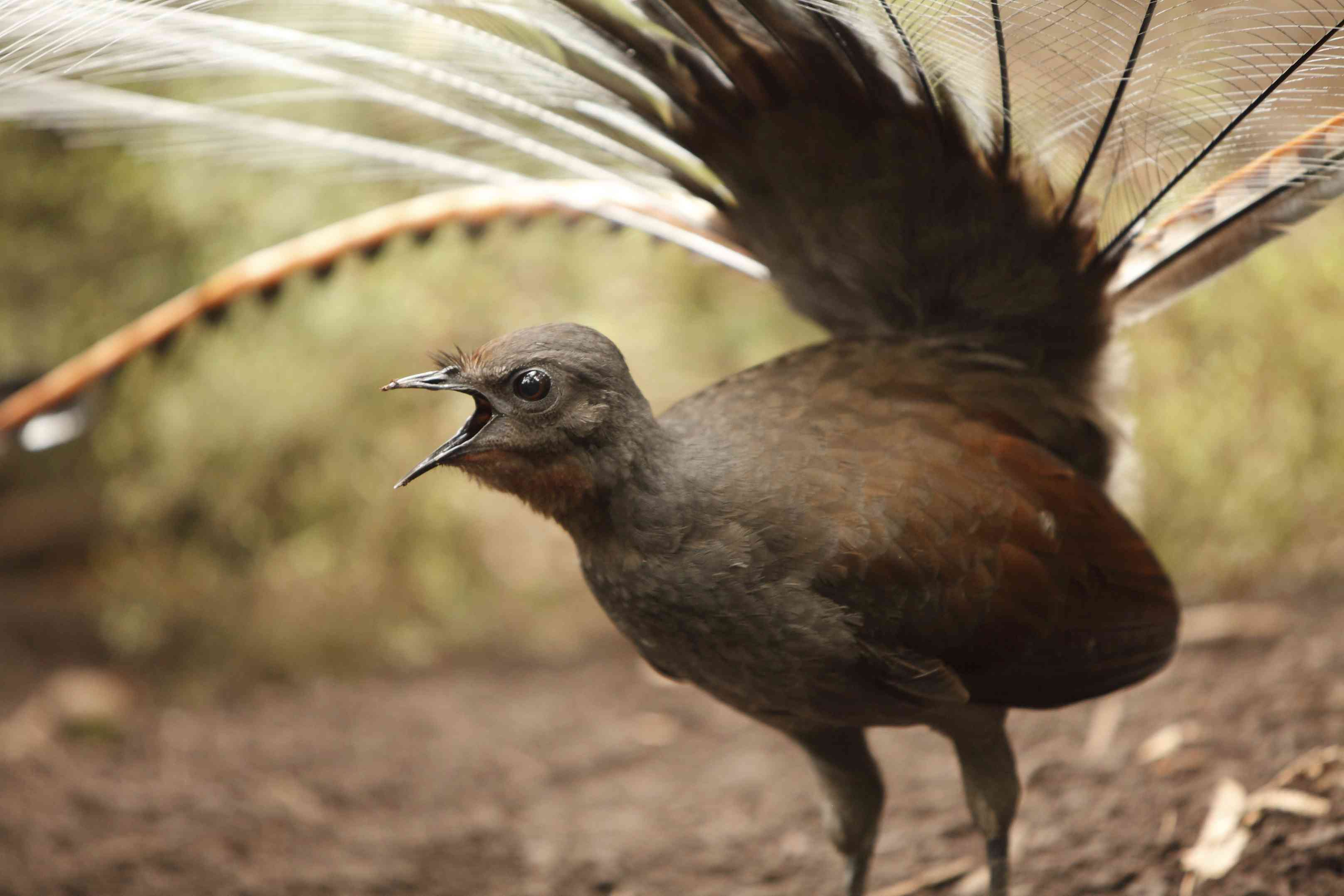 棕色的大鸟长尾和一个开放的喙