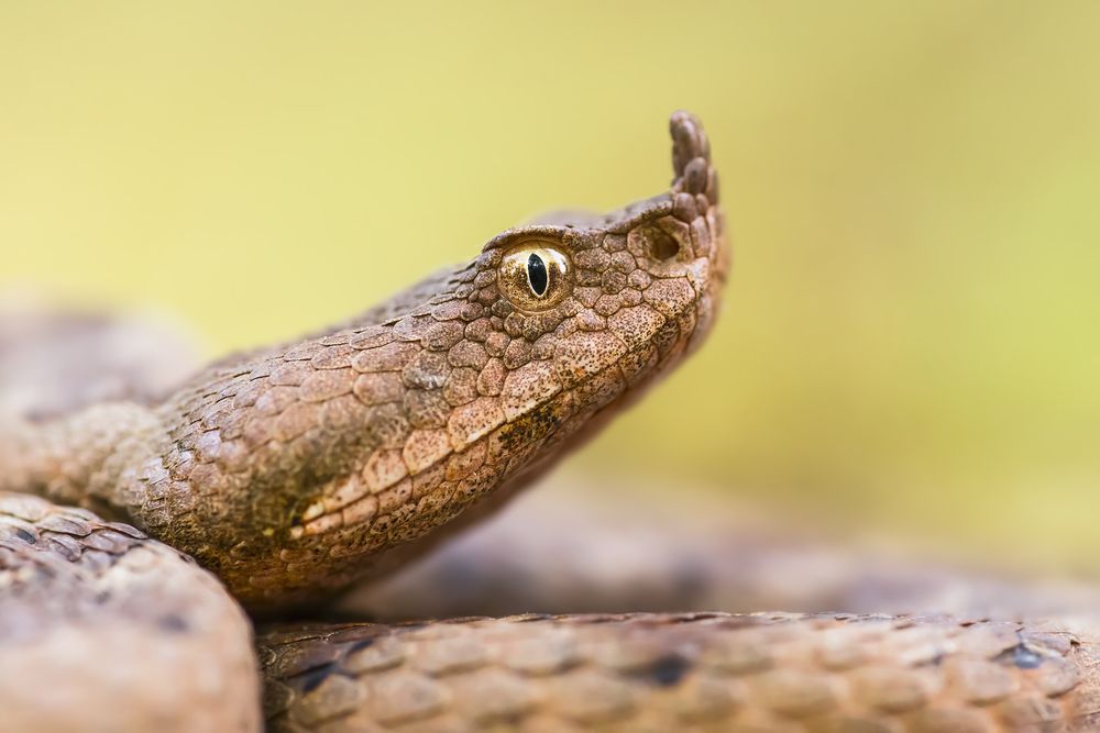 蛇的下颚能捕捉到有助于它们的振动