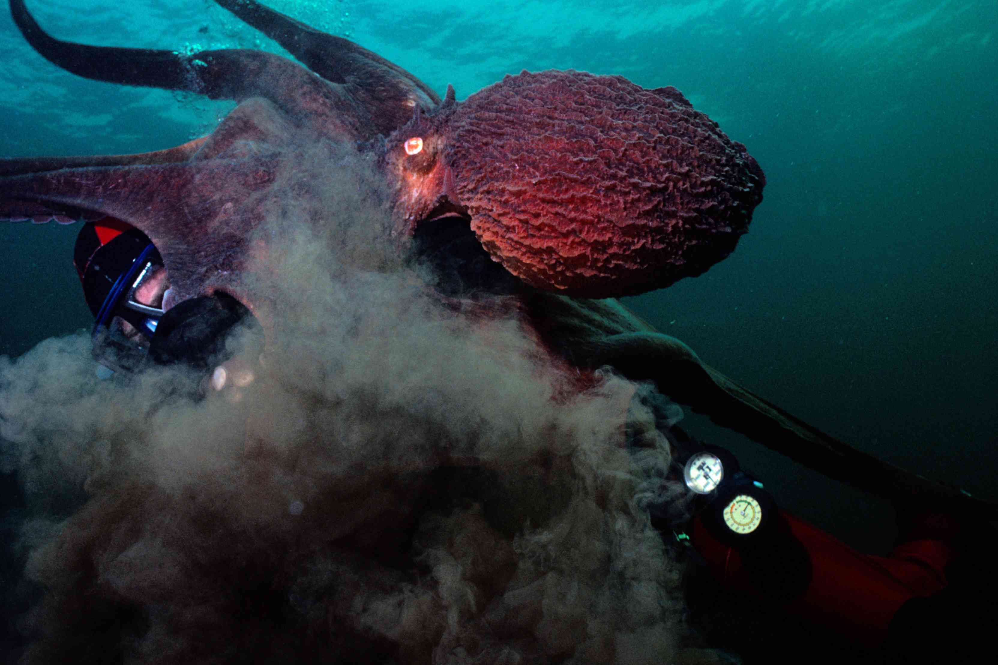水下红色章鱼在潜水员上释放深色墨水