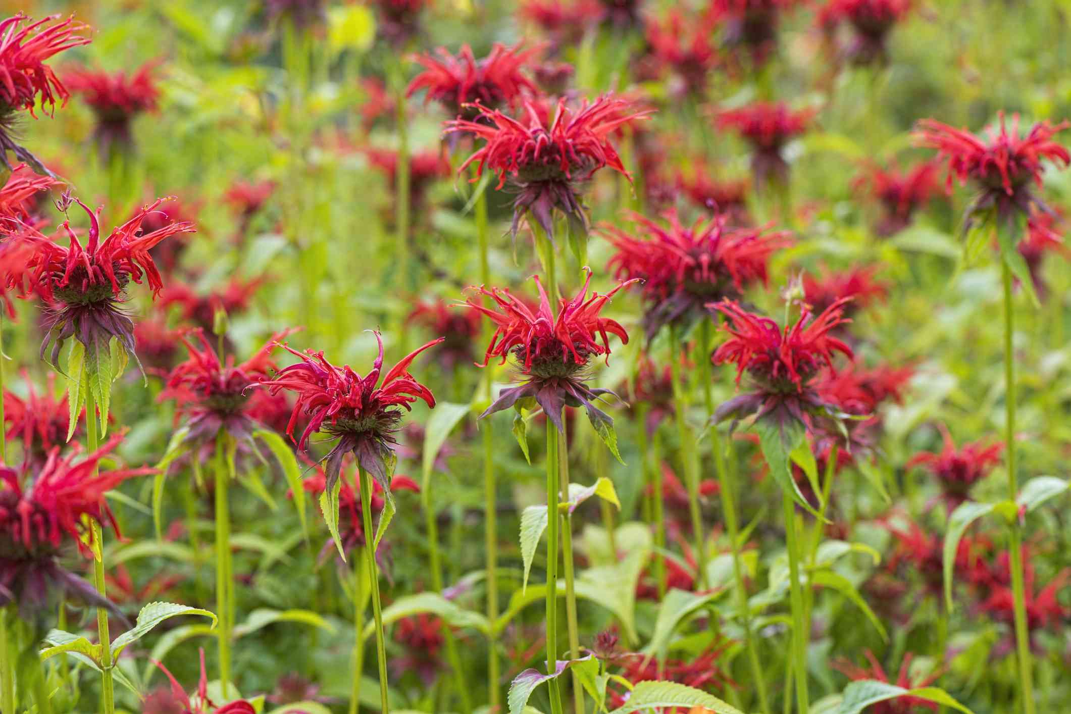 蜜蜂香脂（Monarda Fistulosa）