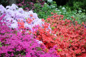 杜鹃花作为灌木生长的各种颜色的杜鹃花