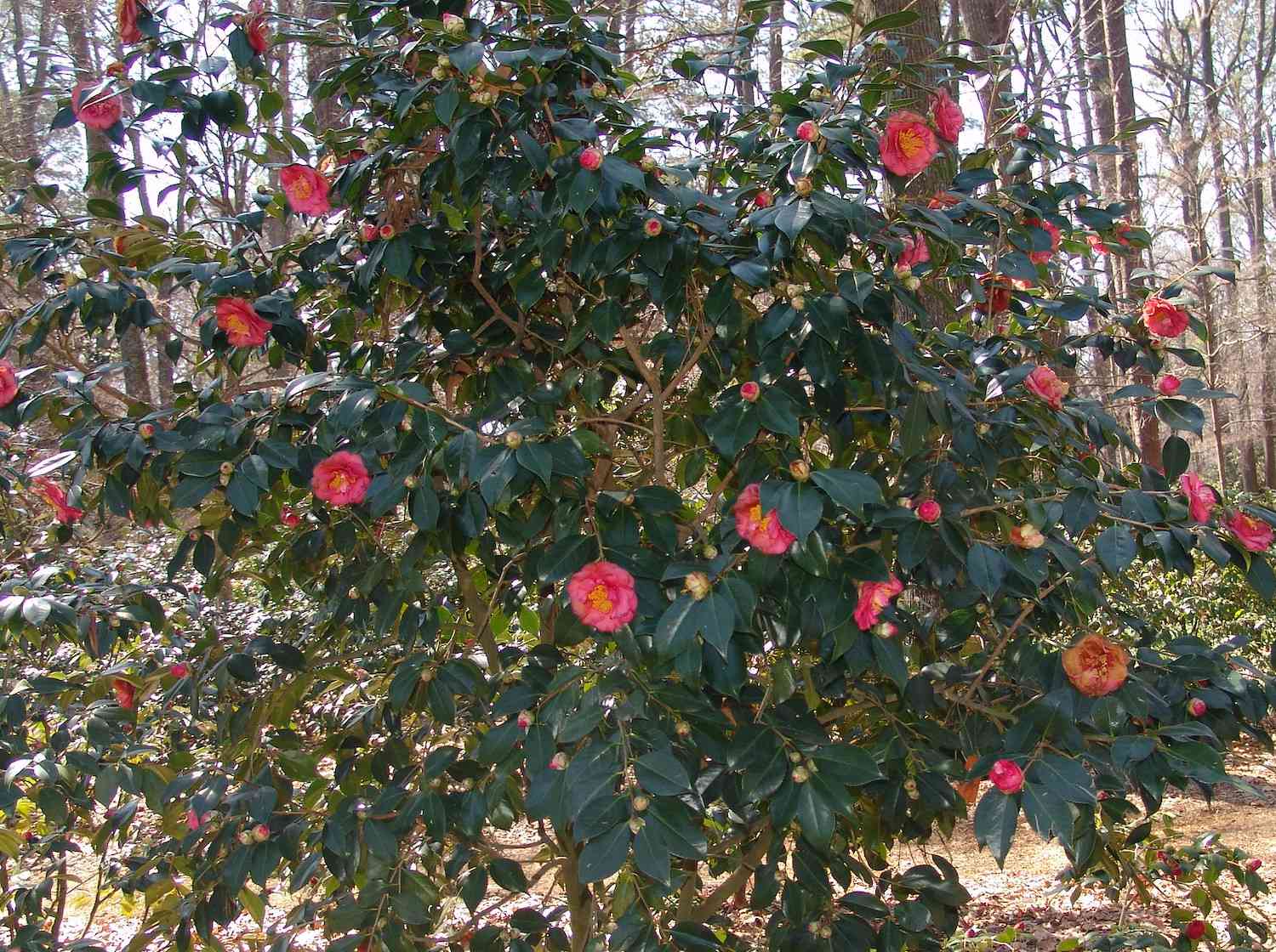 一种圆形的绿色灌木，盛开着几十朵粉红色的日本山茶花