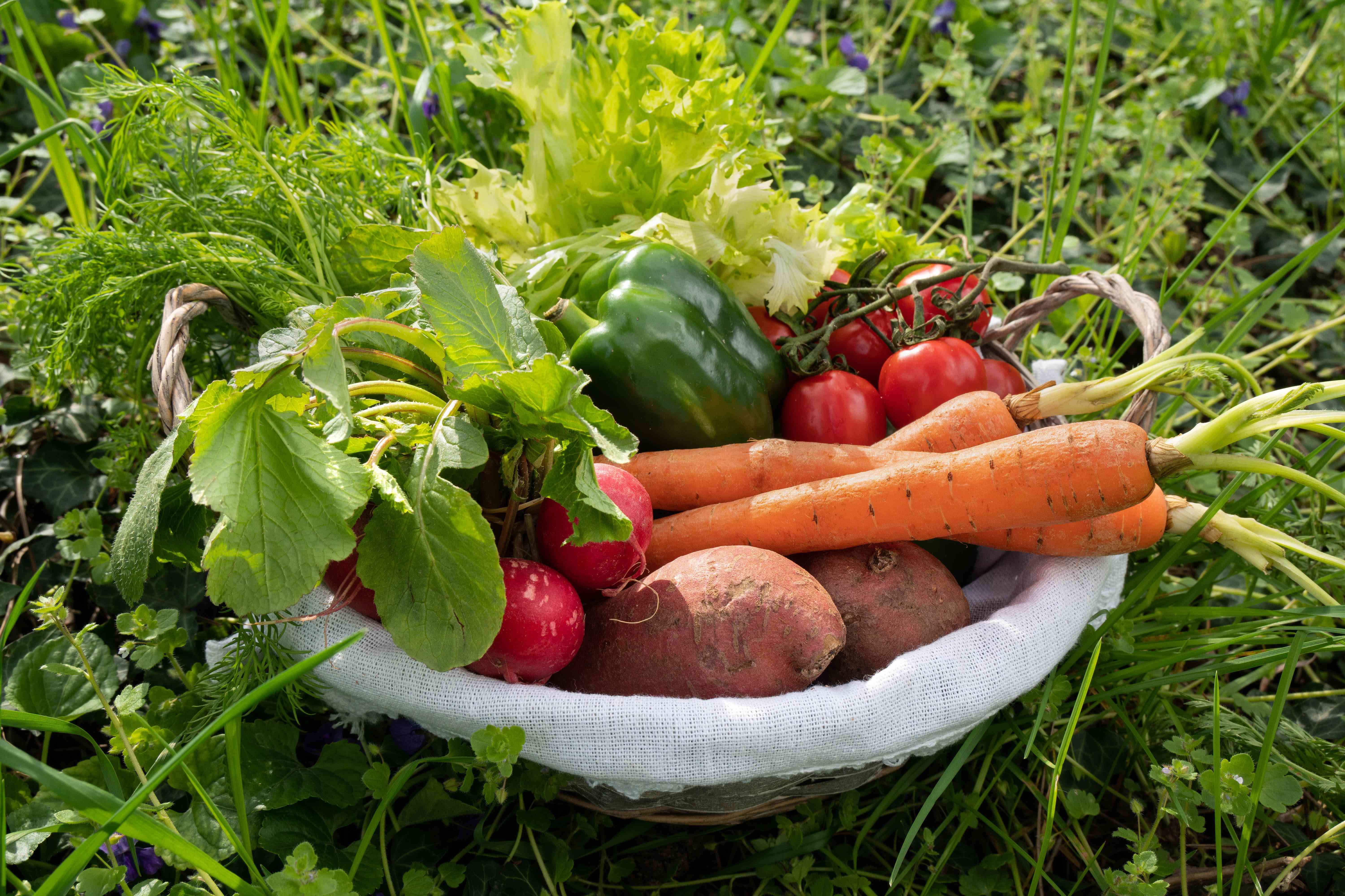 草地上的篮子里装满了新鲜的蔬菜，比如胡萝卜、红薯和西红柿