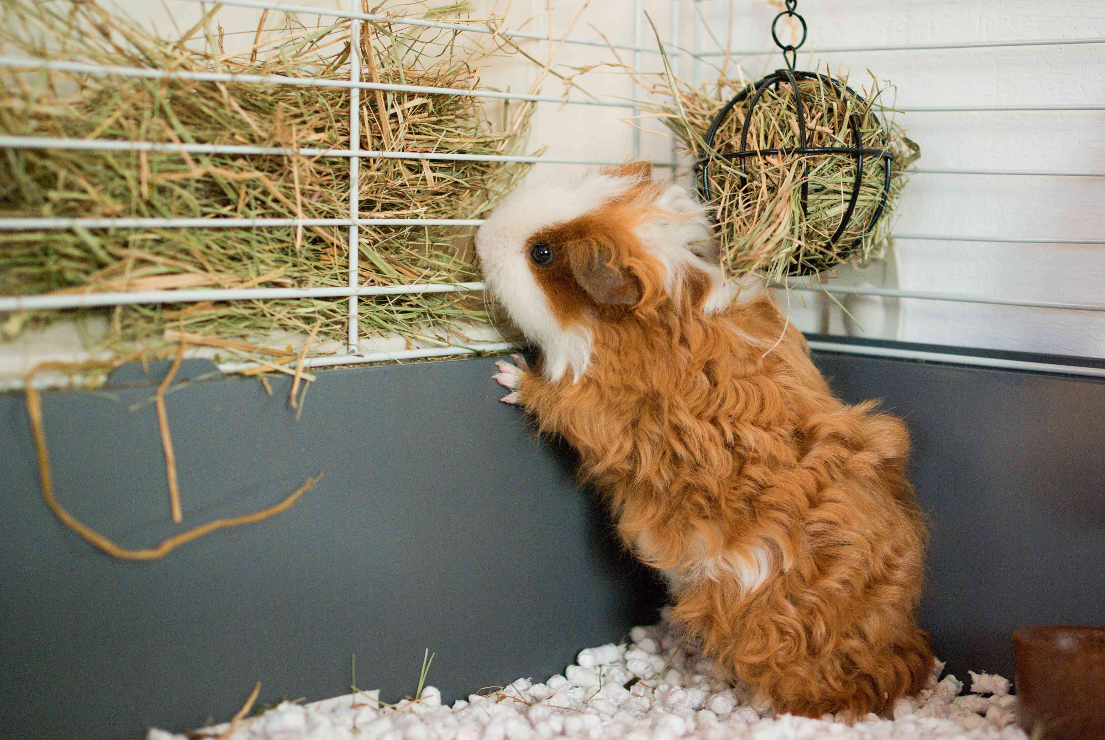一只棕色和白色的特塞尔豚鼠，在笼子里用后腿站立，吃在笼子栅栏外面的草