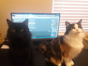 Kuro和Freyja猫在电脑前