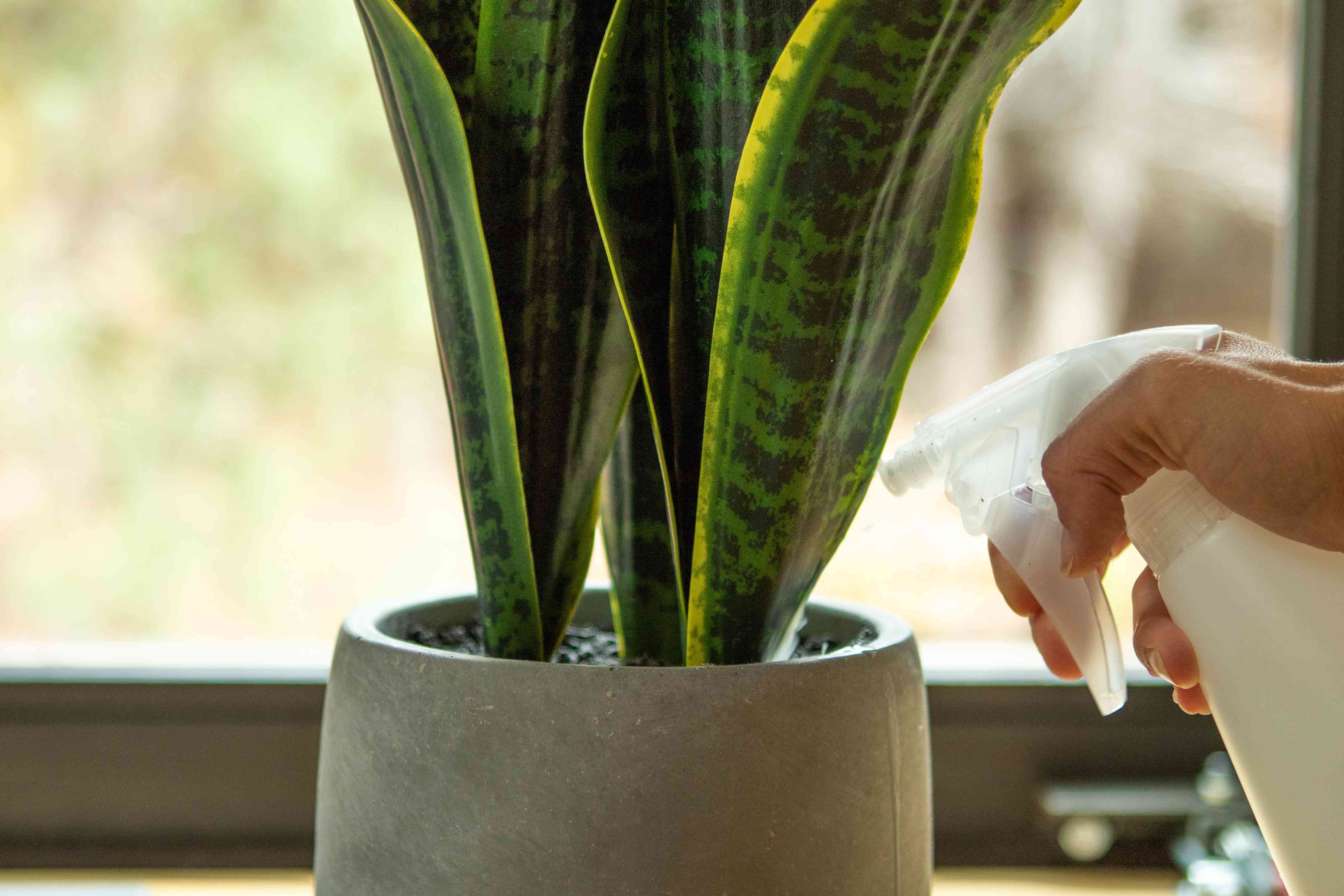 手工diy印楝油喷洒在室内植物蛇作为杀虫剂