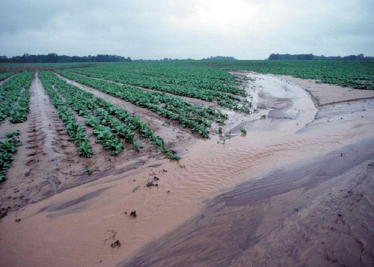 农田旁边的水道由于泥沙径流而变成棕色。