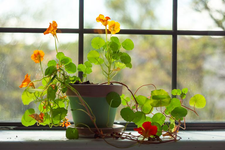 一株盆栽旱金莲，挂着藤蔓，亮绿色的叶子和橙色的花，放在窗台上。＂class=