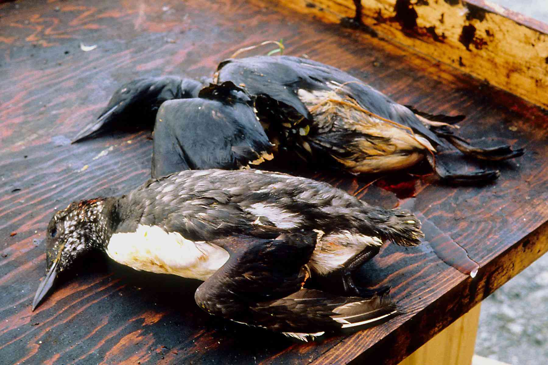 埃克森·瓦尔迪兹号石油泄漏事故中发现的海鸟尸体＂width=