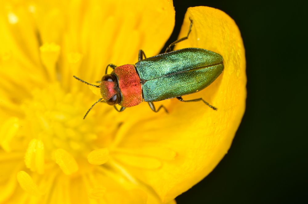 绿色和橙色的甲虫吃黄色的花