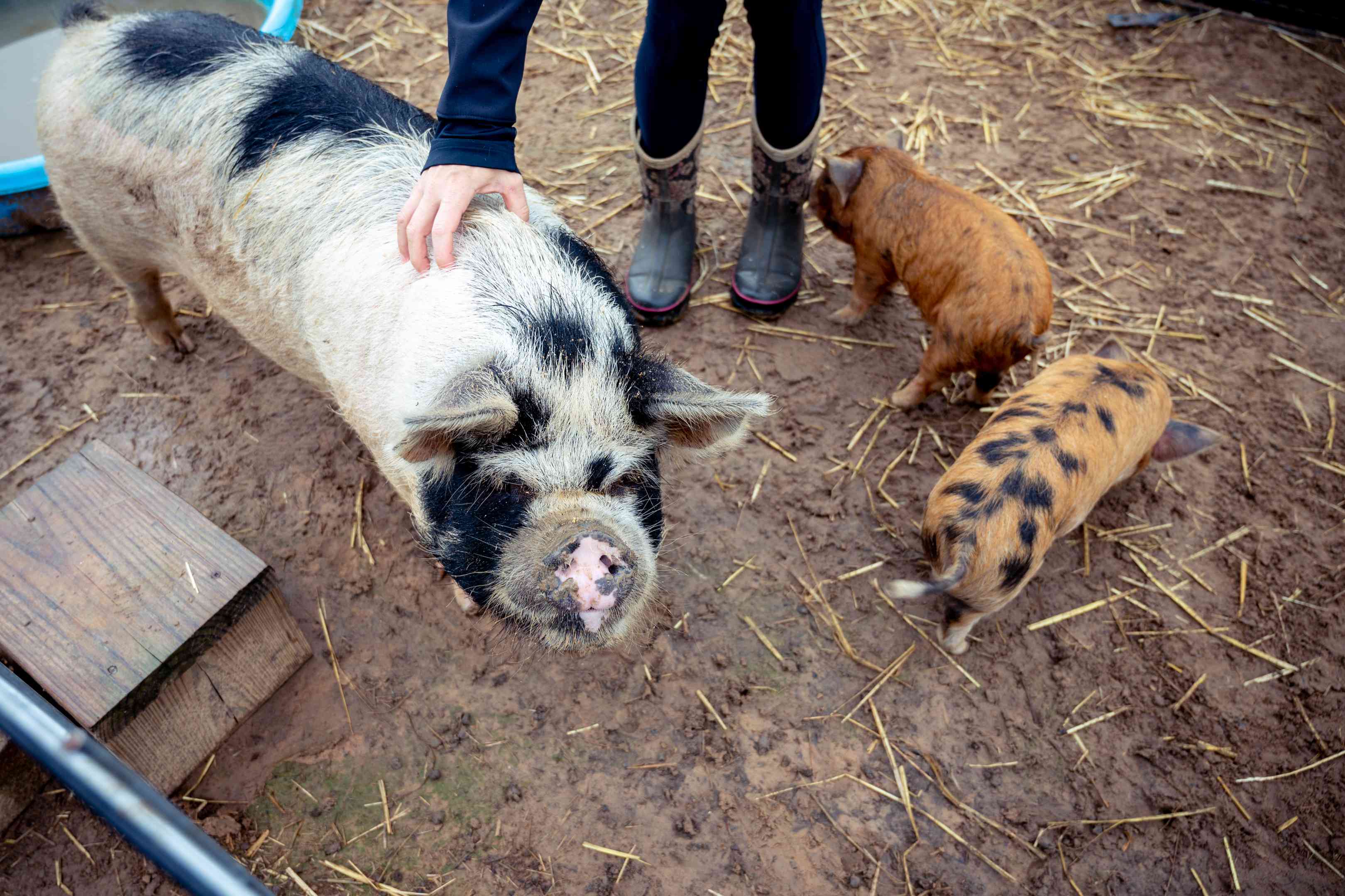 人们宠爱着猪妈妈，而猪宝宝则在泥泞的草坑里嗅来嗅去＂width=
