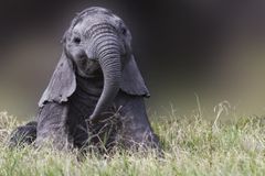 小象独自坐在草地上，玩鼻子