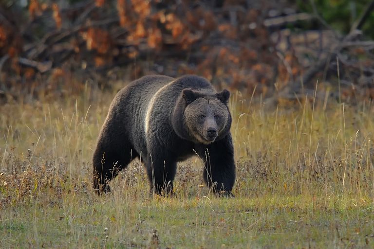 黄石国家公园的灰熊