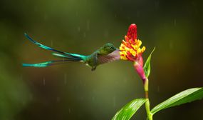 长尾sylph蜂鸟在雨中飞行“width=