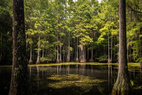 Cypress swamp with vegetation emerging from the water