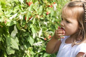 小女孩吃树莓布什