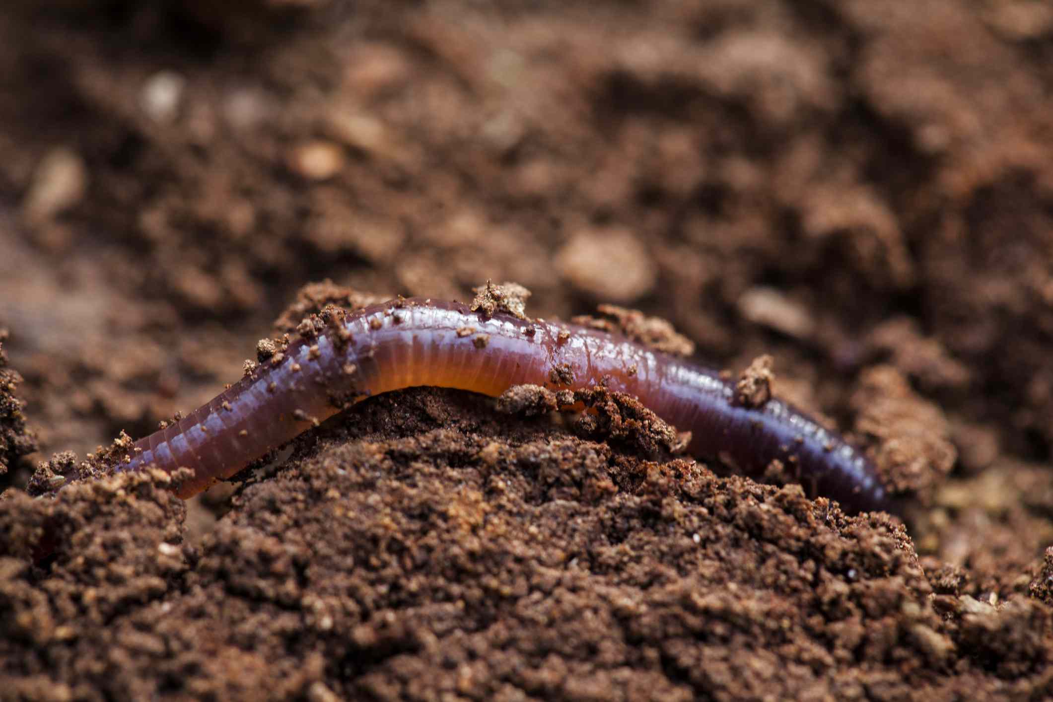 一个蚯蚓在土壤中挖掘