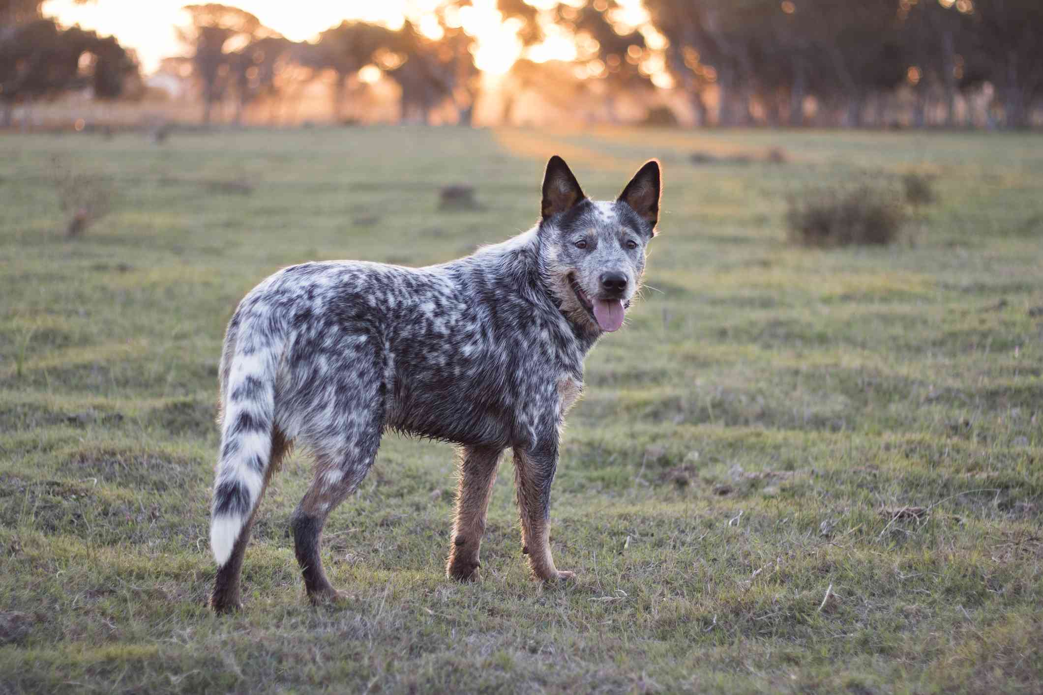太阳落山时，澳大利亚牧羊犬站在田野里回头看镜头