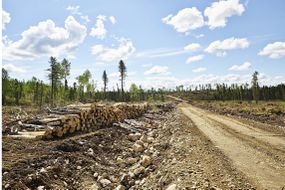 安大略省德莱顿附近的北方森林正在被砍伐