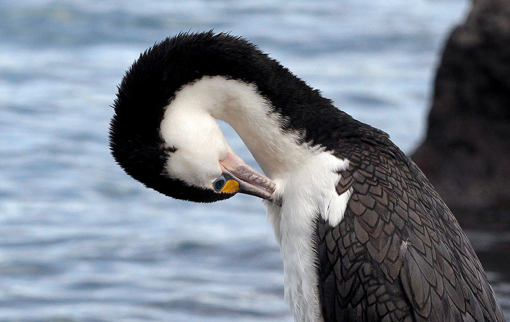 Pied Shag Preening