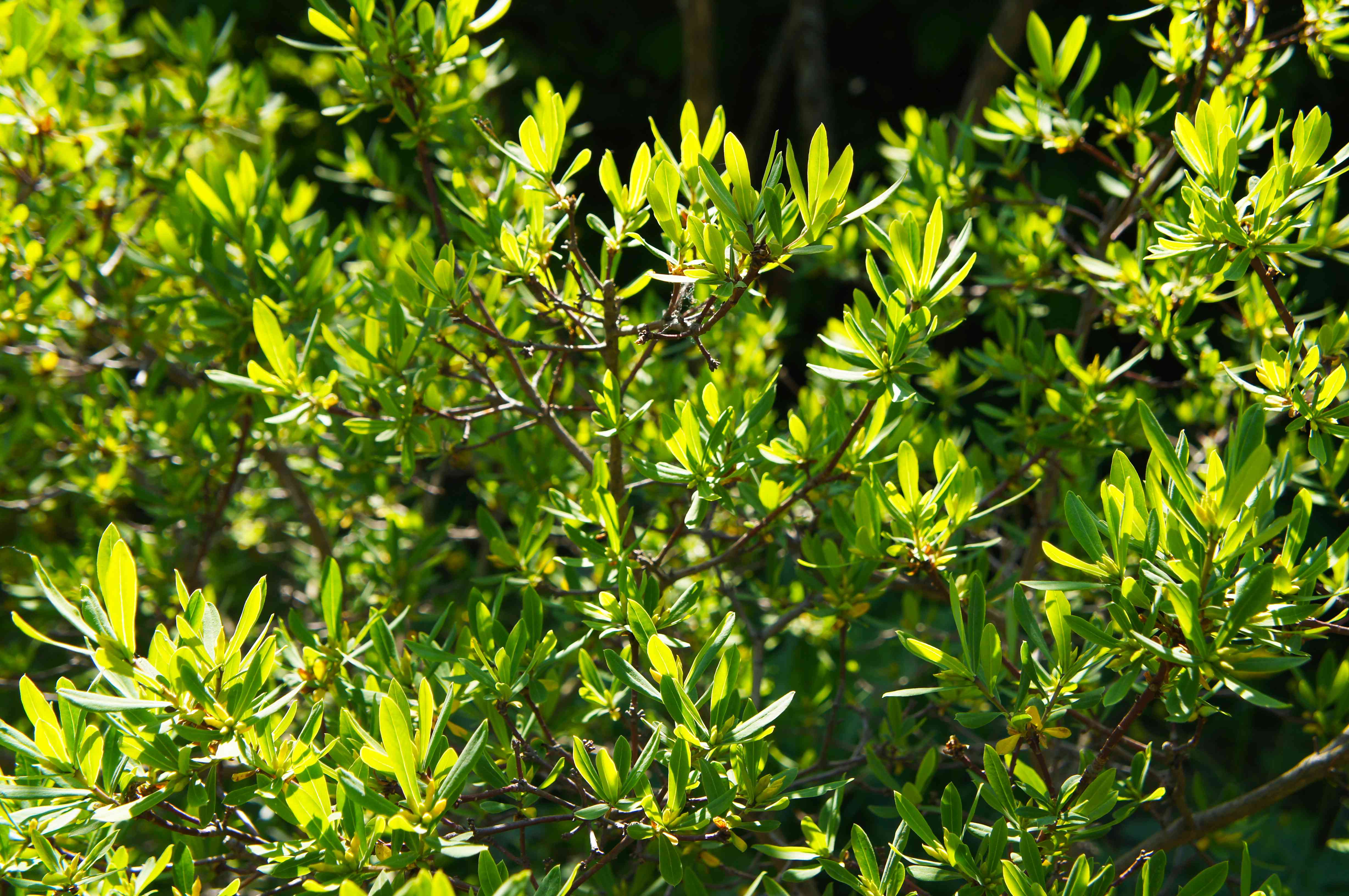 宾夕法尼亚杨梅或杨梅在阳光下的绿色植物