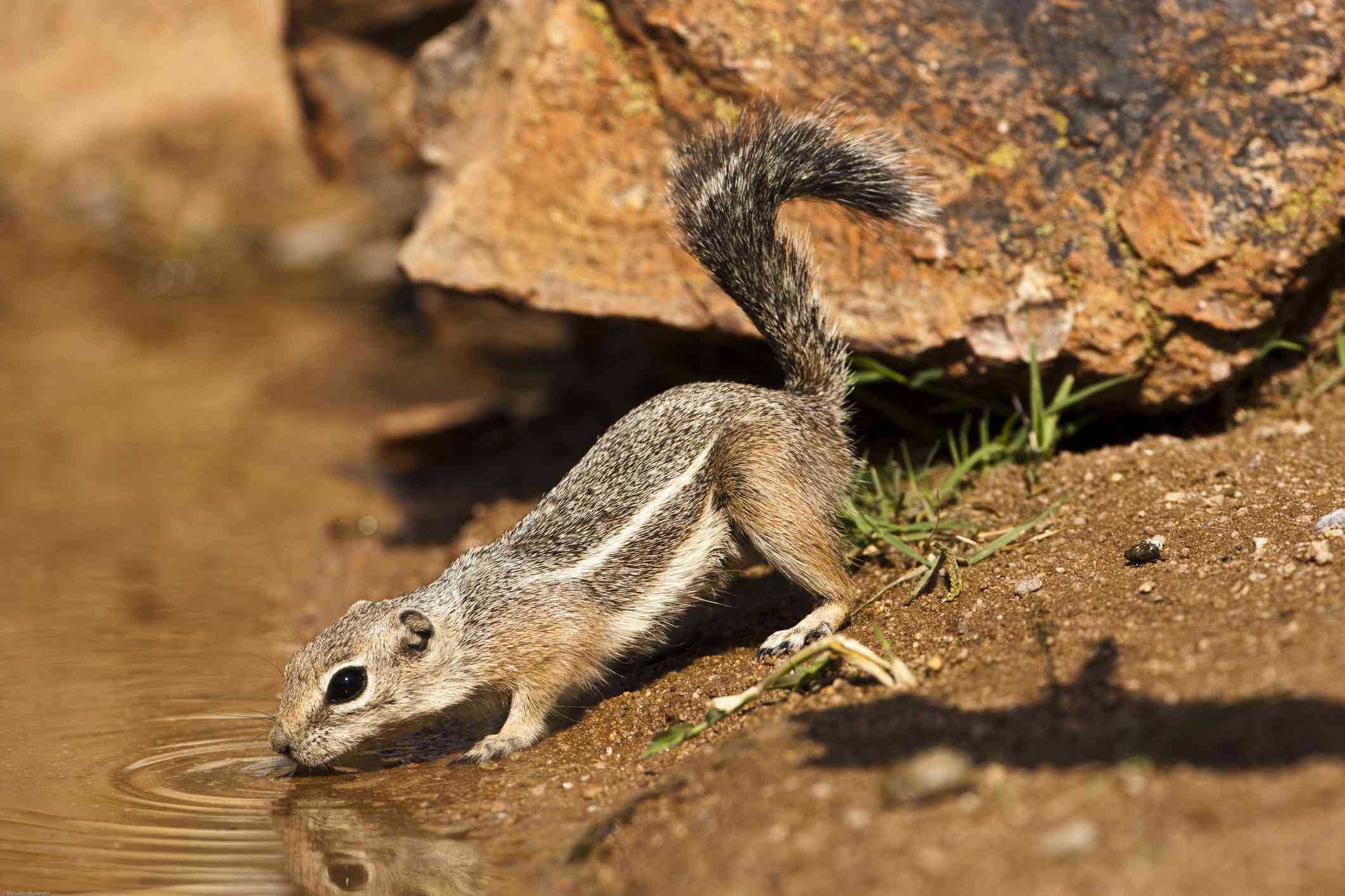 棕色羚羊松鼠从小溪喝水的侧面