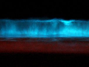红潮（生物发光的鞭毛藻）在午夜点燃破裂波。