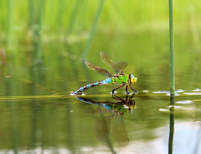 一只蜻蜓栖息在水面上
