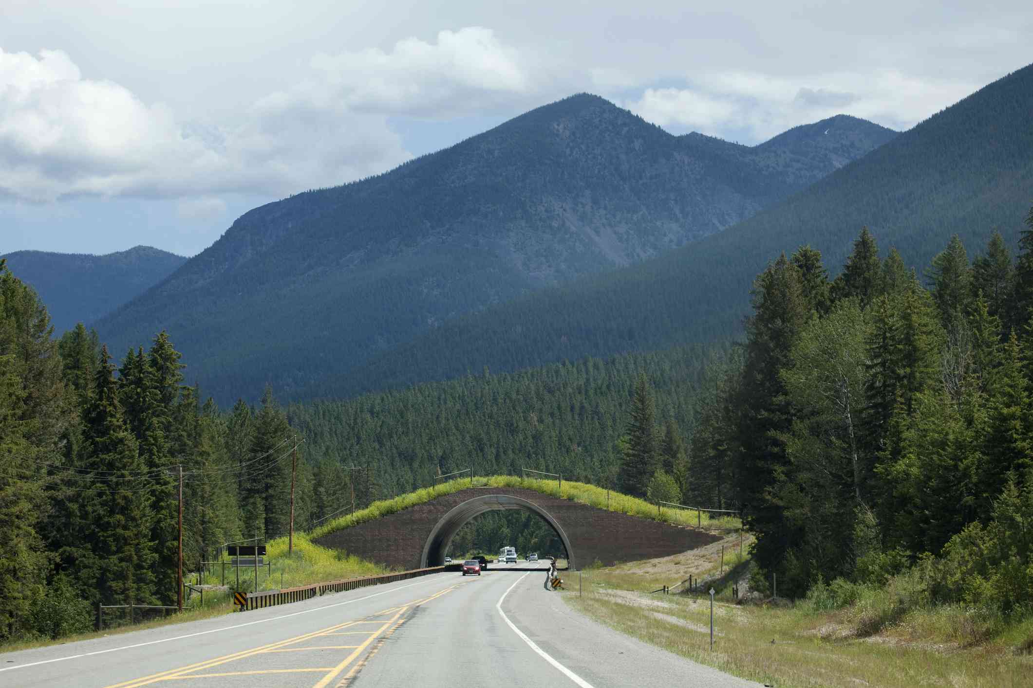 蒙大拿93号公路野生动物桥Salish-Kootenai预订