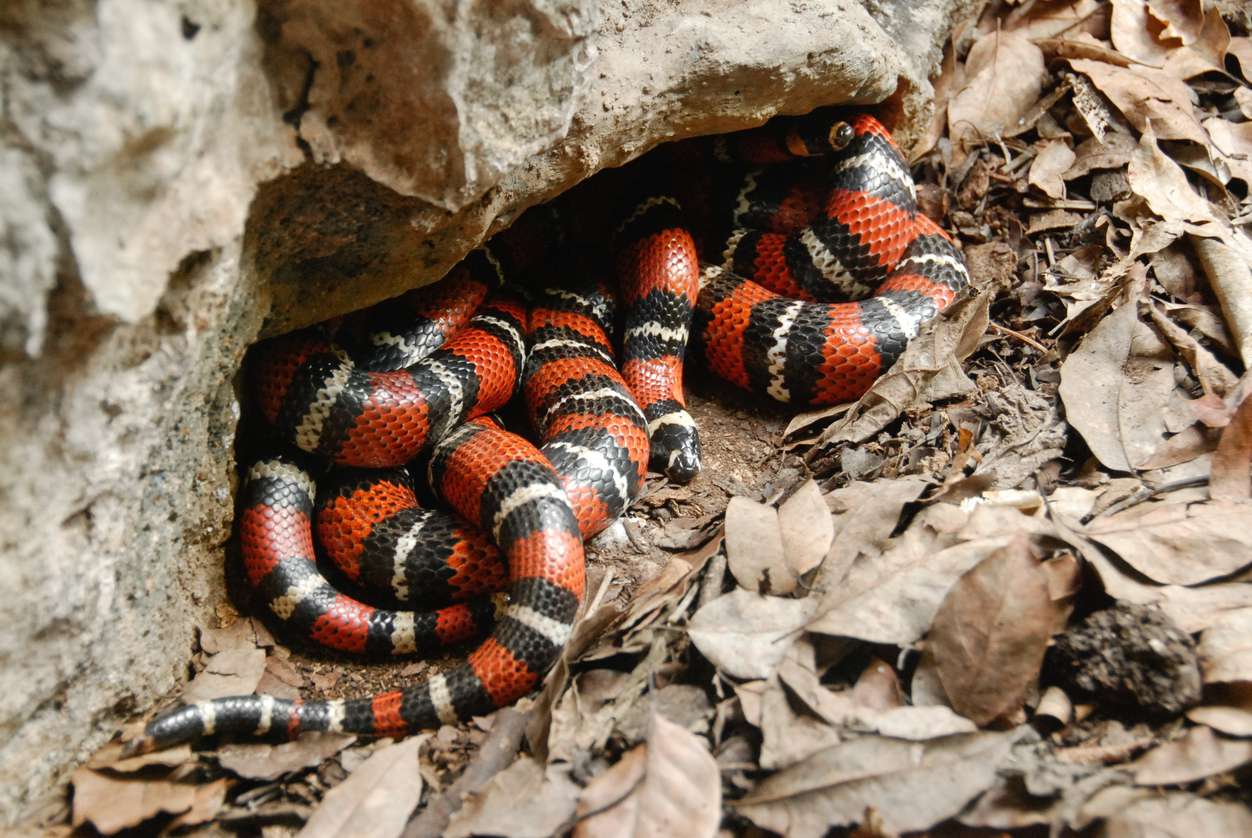 猩红王蛇已经进化到模仿有毒珊瑚蛇的颜色模式，以避免捕食。