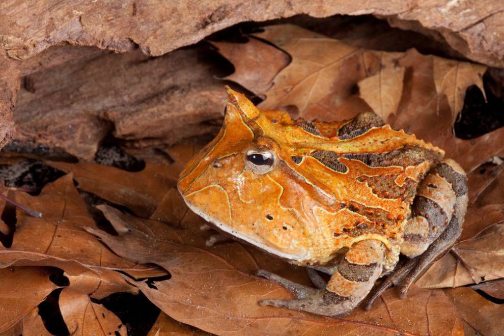 一只巴西角蛙坐在一层干燥的棕色树叶上＂width=