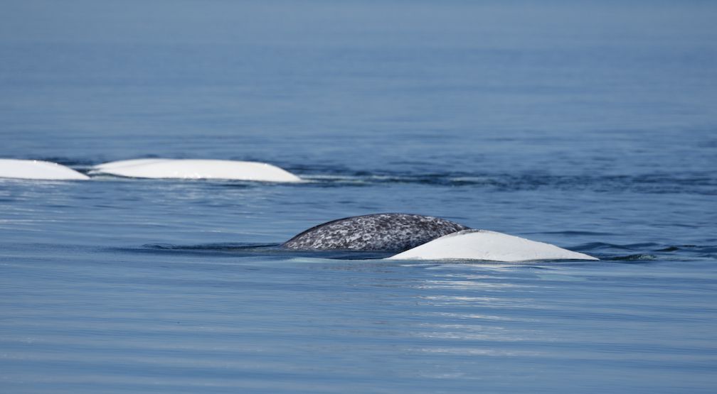 一头独角鲸和白鲸一起游泳。