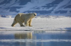 北极熊在雪覆盖的土地上行走的侧视图“width=