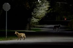 晚上街上有两个土狼